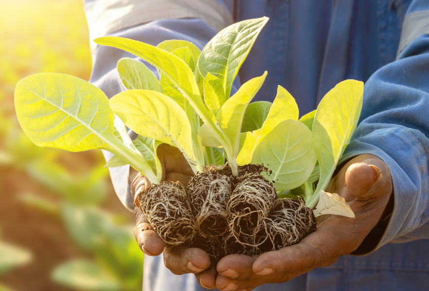 ️ Royal Cornwall Show 2024 in Wadebridge ️ Dates & Hotels ️ TradeFairTrips